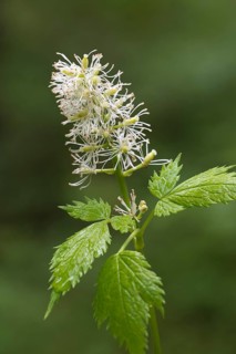 Eurasian baneberry (Actaea spicata)