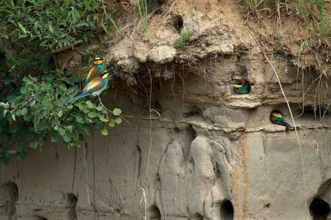 European bee-eaters (Merops piaster)