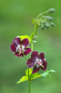 Dusky crane's-bill (Geranium phaeum)