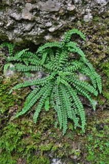 green fern