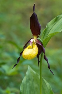Lady's slipper orchid (Cypripedium calceolus)
