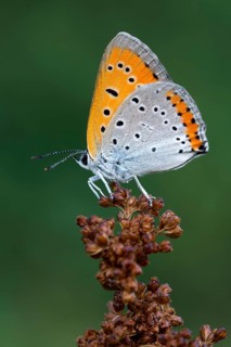 Large Copper (Lycaena dispar) on flower