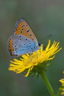 Large Copper (Lycaena dispar) on yellow flower