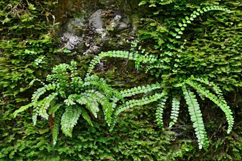 on the left green spleenwort (Asplenium viride)