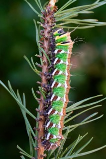 Spanish moon moth (Graellsia isabellae) caterpillar