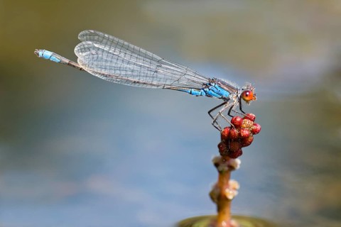 Small Red-eyed Damselfly (Erythromma viridulum)