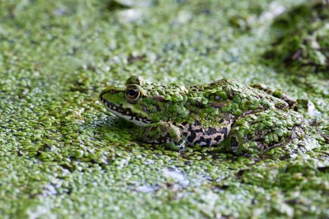 The edible frog (Rana esculenta) duckweed