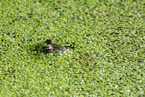 The edible frog (Rana esculenta) duckweed