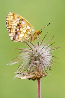 Lesser marbled fritillary (Brenthis ino) on flower