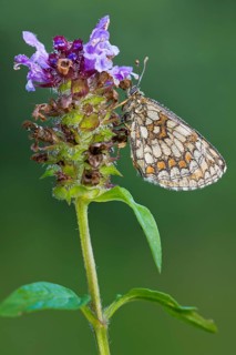 Heath fritillary (Mellicta athalia) on flower