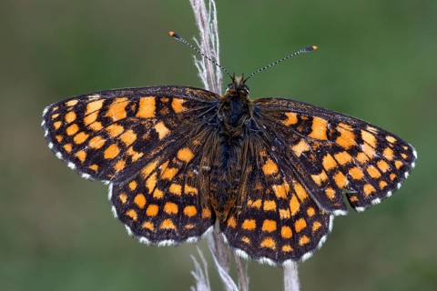 Heath fritillary (Mellicta athalia)