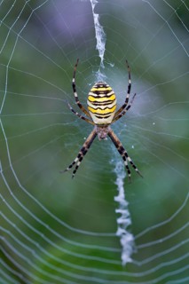 Orb-web spider (Argiope bruennichi) in its web