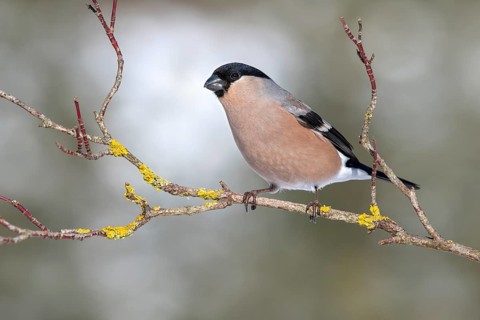 Eurasian bullfinch (Pyrrhula pyrrhula)