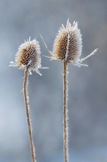 Wild teasel (Dipsacus fullonum)
