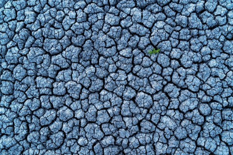 Small green plant in dried out soil