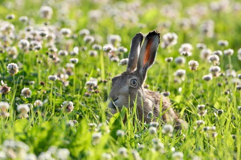 European hare (Lepus europaeus)