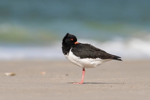 Eurasian oystercatcher (Haematopus ostralegus)