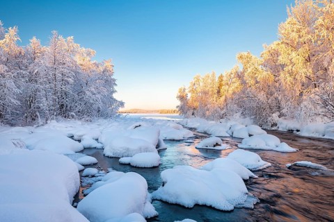 Snow-covered trees on a river