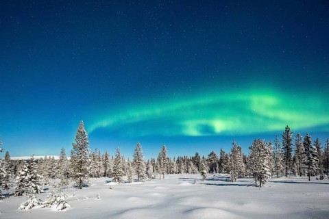 Northern Lights (Aurora Borealis) with starry sky over snow-covered trees