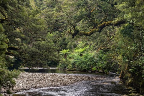 River flows through rainforest
