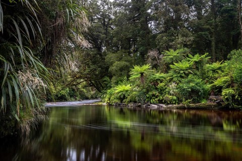 River flows through rainforest with Tree fern (Cyatheales)