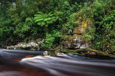 River flows through rainforest with Tree fern (Cyatheales)