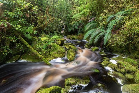 Watercourse of a brook