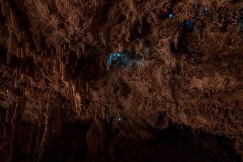 Bioluminescence