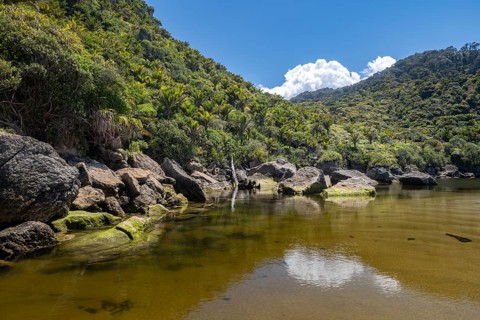 Rainforest on Kohaihai River