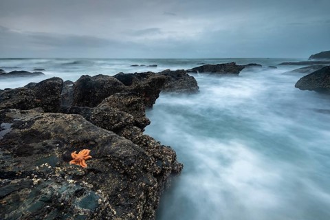 Reef starfish (Stichaster australis) on rocky coast
