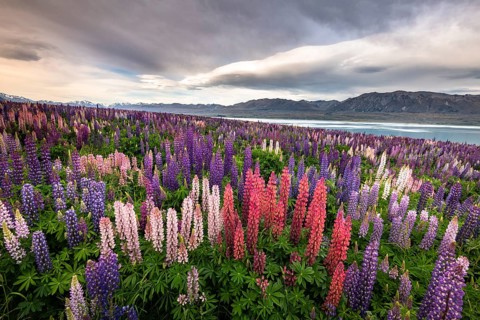 Colorful Large-leaved lupins (Lupinus polyphyllus) on the shores of Lake Tekapo