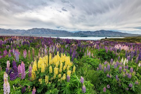 Colorful Large-leaved lupins (Lupinus polyphyllus) on the shores of Lake Tekapo
