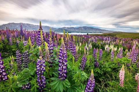 Colorful Large-leaved lupins (Lupinus polyphyllus) on the shores of Lake Tekapo