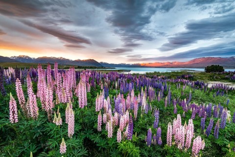 Colorful Large-leaved lupins (Lupinus polyphyllus) at the shore of Lake Tekapo in dramatic light mood