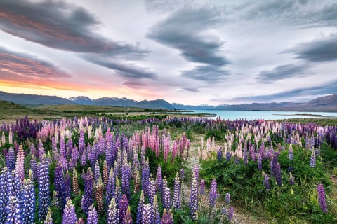 Colorful Large-leaved lupins (Lupinus polyphyllus) at the shore of Lake Tekapo in dramatic light mood