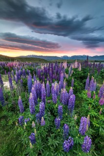Colorful Large-leaved lupins (Lupinus polyphyllus) at the shore of Lake Tekapo in dramatic light mood