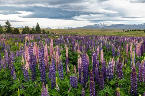 Colorful Large-leaved lupins (Lupinus polyphyllus)