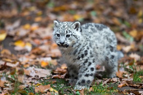 Snow leopard (Uncia uncia) cub
