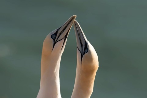 Northern Gannet (Sula bassana)
