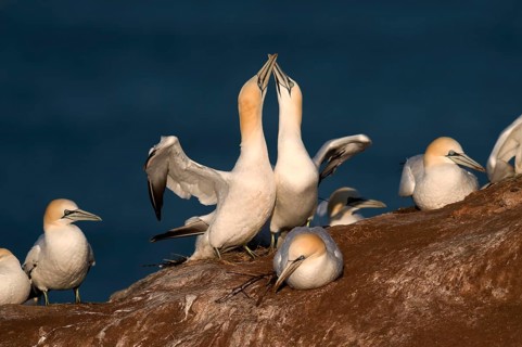 Northern Gannet (Sula bassana)
