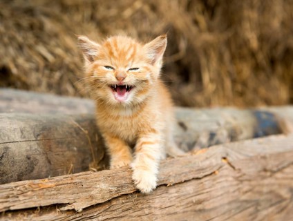 Small stripy cat (Felis silvestris catus)