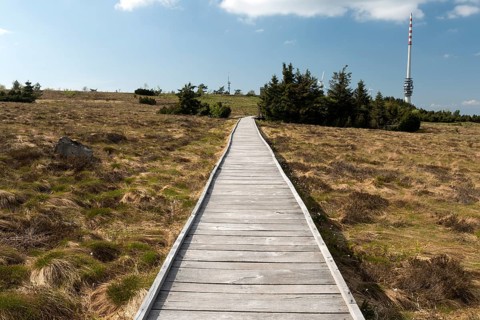 Bog