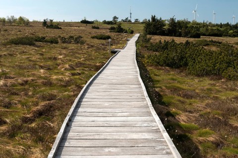 Bog