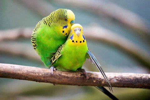 Budgerigars (Melopsittacus undulatus)