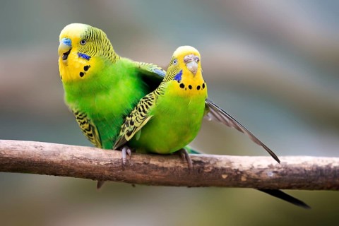 Budgerigars (Melopsittacus undulatus)