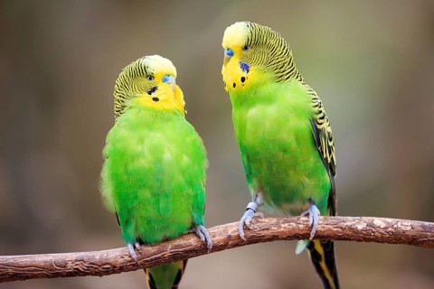 Budgerigars (Melopsittacus undulatus) sitting on branch