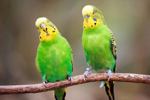 Budgerigars (Melopsittacus undulatus) sitting on branch