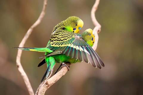 Budgerigars (Melopsittacus undulatus)