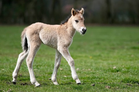Dulmen pony