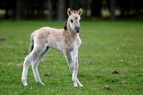 Dulmen pony
